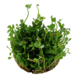 Wasserpflanze Marsilea Hirsuta Wasserpflanze Marsilea Hirsuta