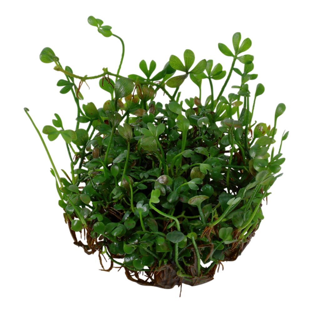 Wasserpflanze Marsilea Minuta Wasserpflanze Marsilea Minuta
