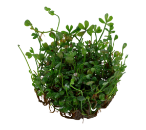 Wasserpflanze Marsilea Minuta Wasserpflanze Marsilea Minuta