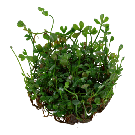 Wasserpflanze Marsilea Minuta Wasserpflanze Marsilea Minuta