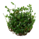 Wasserpflanze Marsilea Minuta Wasserpflanze Marsilea Minuta