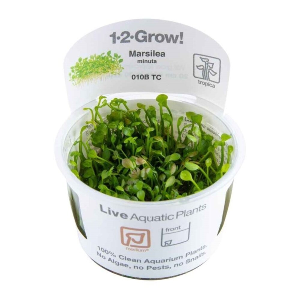 Wasserpflanze Marsilea Minuta Wasserpflanze Marsilea Minuta