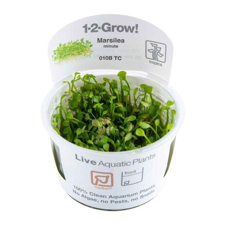 Wasserpflanze Marsilea Minuta Wasserpflanze Marsilea Minuta