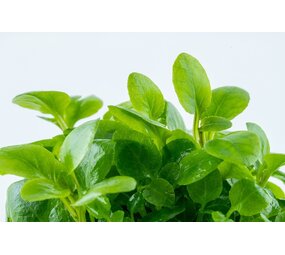 Waterplant Lobella Cardinalis Mini