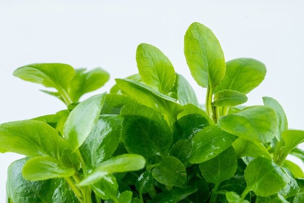 Waterplant Lobella Cardinalis Mini