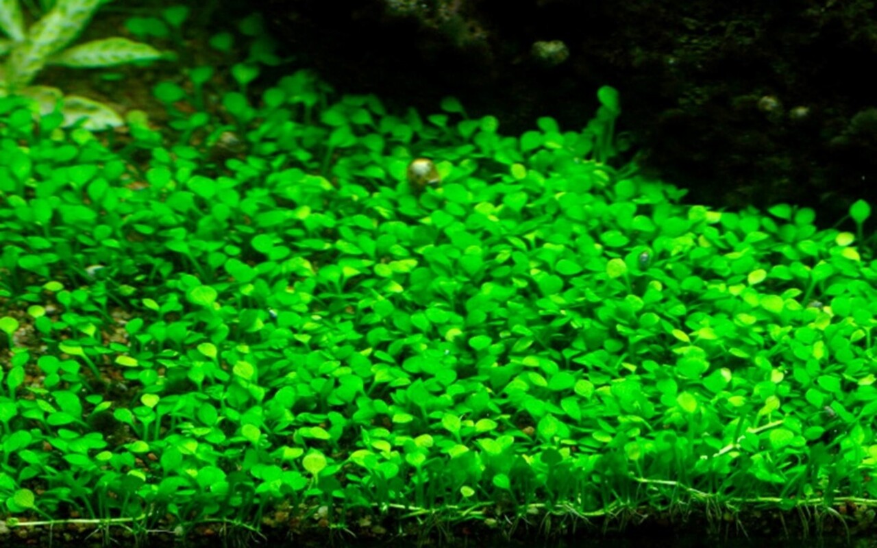Wasserpflanze Marsilea Minuta Wasserpflanze Marsilea Minuta