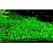 Wasserpflanze Marsilea Minuta Wasserpflanze Marsilea Minuta