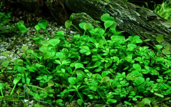 Wasserpflanze Marsilea Hirsuta Wasserpflanze Marsilea Hirsuta