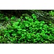 Wasserpflanze Marsilea Hirsuta Wasserpflanze Marsilea Hirsuta