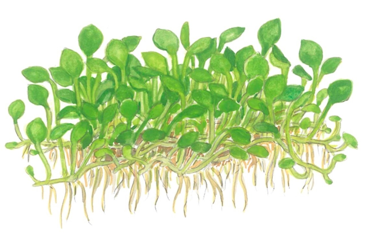 Wasserpflanze Marsilea Minuta Wasserpflanze Marsilea Minuta