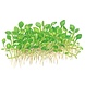 Wasserpflanze Marsilea Minuta Wasserpflanze Marsilea Minuta