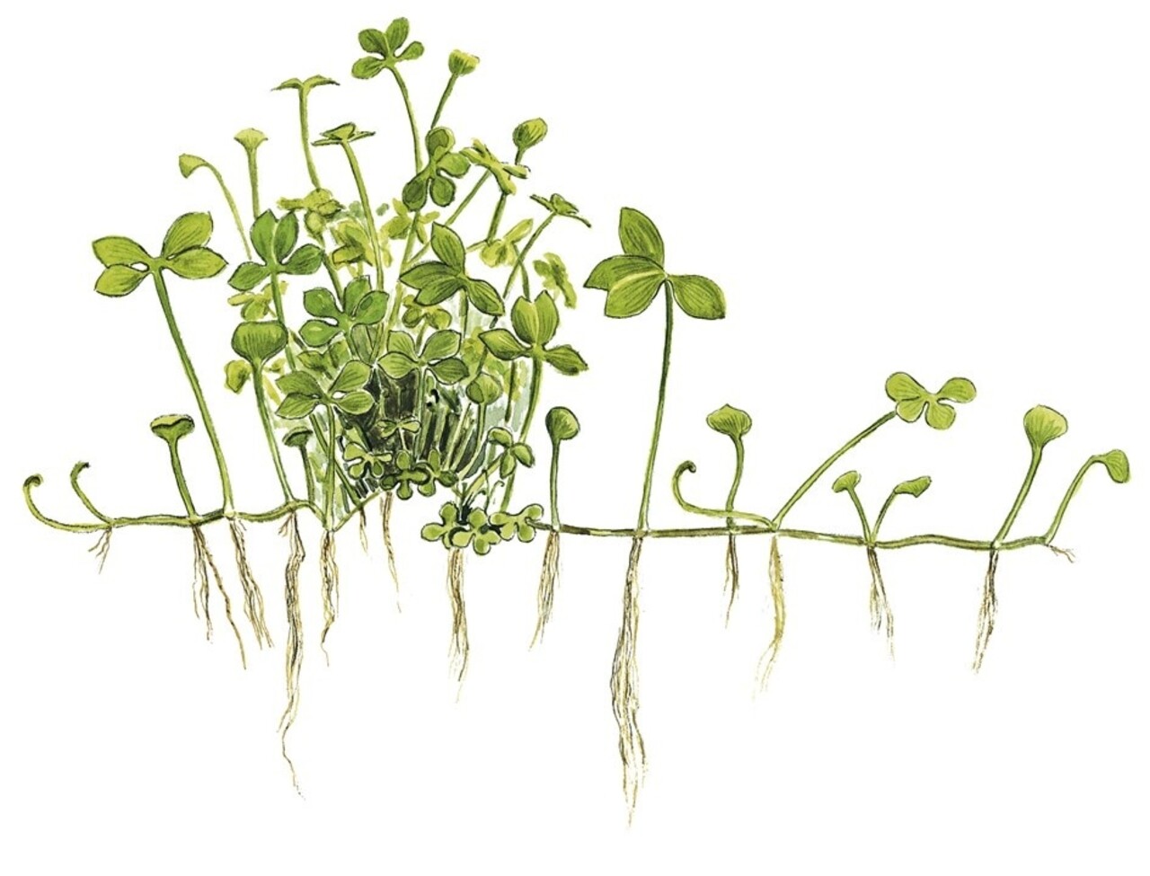 Wasserpflanze Marsilea Hirsuta Wasserpflanze Marsilea Hirsuta