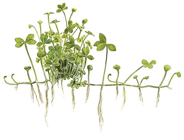 Wasserpflanze Marsilea Hirsuta Wasserpflanze Marsilea Hirsuta