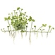 Wasserpflanze Marsilea Hirsuta Wasserpflanze Marsilea Hirsuta