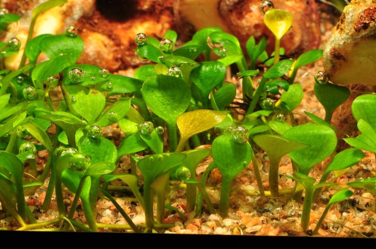 Wasserpflanze Marsilea Hirsuta Wasserpflanze Marsilea Hirsuta