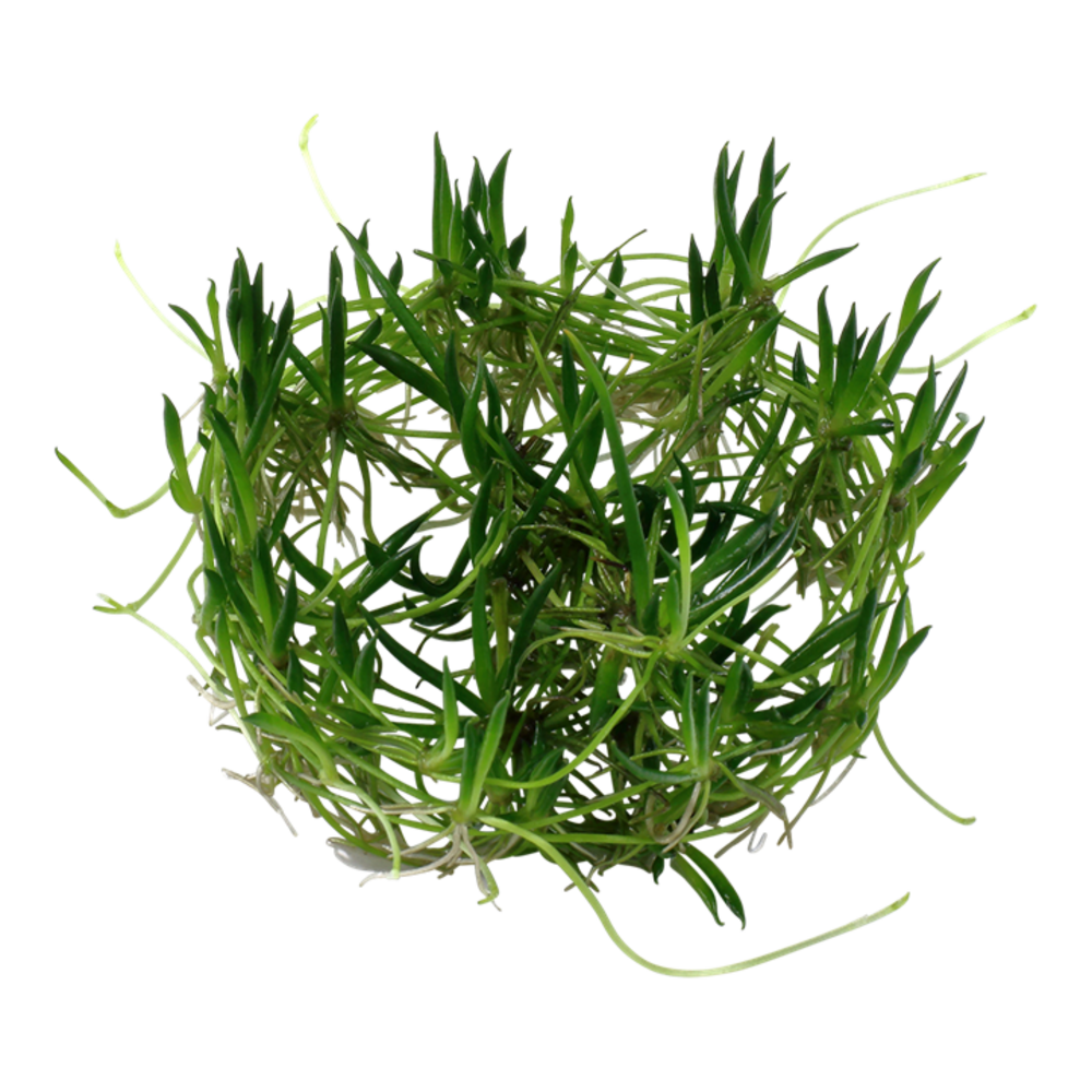 Wasserpflanze Littorella Uniflora
