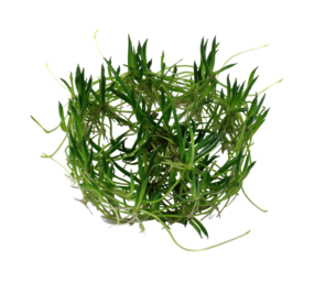 Wasserpflanze Littorella Uniflora Wasserpflanze Littorella Uniflora