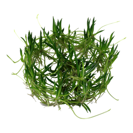 Wasserpflanze Littorella Uniflora