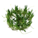Wasserpflanze Littorella Uniflora