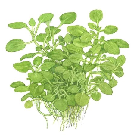 Waterplant Lobella Cardinalis Mini