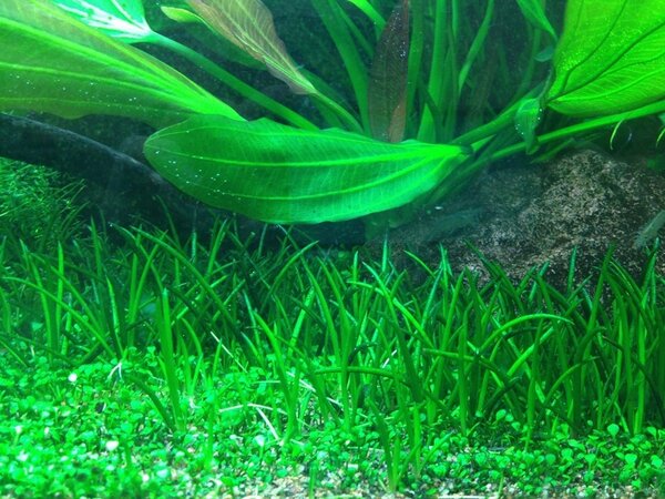 Wasserpflanze Littorella Uniflora