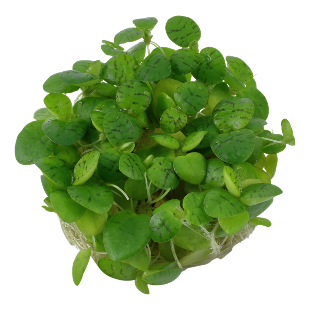 Wasserpflanze Limnobium Laevigatum Wasserpflanze Limnobium Laevigatum