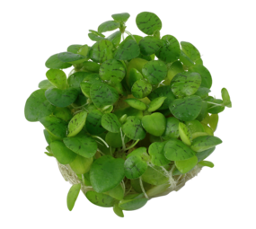 Wasserpflanze Limnobium Laevigatum Wasserpflanze Limnobium Laevigatum