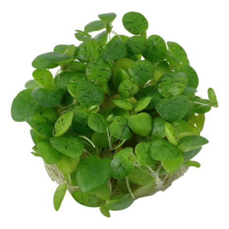 Wasserpflanze Limnobium Laevigatum Wasserpflanze Limnobium Laevigatum