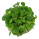 Wasserpflanze Limnobium Laevigatum Wasserpflanze Limnobium Laevigatum