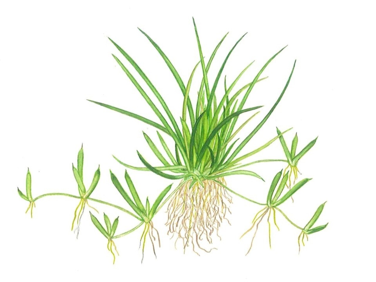 Wasserpflanze Littorella Uniflora