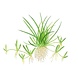 Wasserpflanze Littorella Uniflora