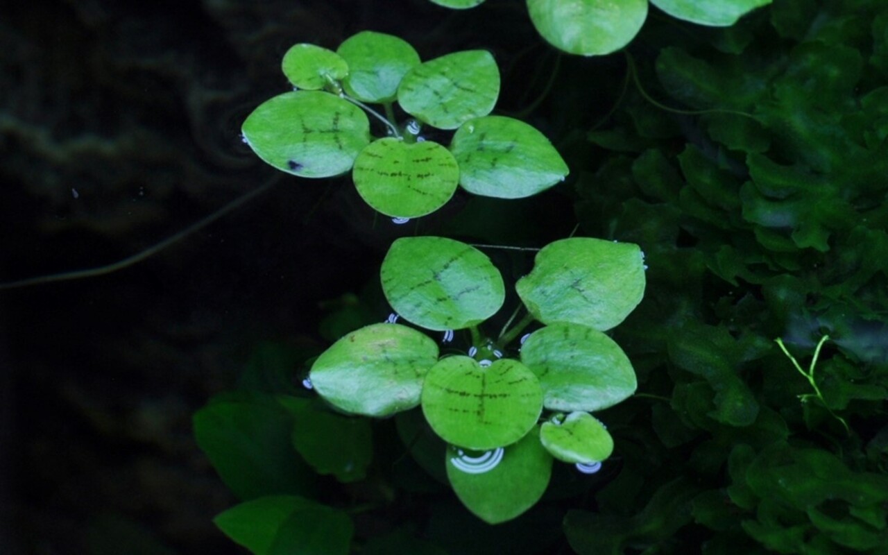 Wasserpflanze Limnobium Laevigatum Wasserpflanze Limnobium Laevigatum