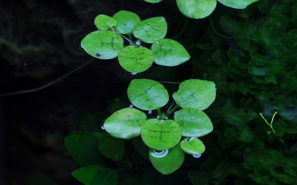 Wasserpflanze Limnobium Laevigatum Wasserpflanze Limnobium Laevigatum
