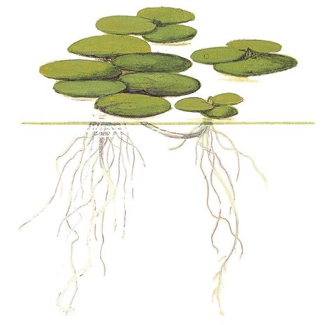 Wasserpflanze Limnobium Laevigatum Wasserpflanze Limnobium Laevigatum