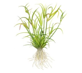 Wasserpflanze Juncus Repens