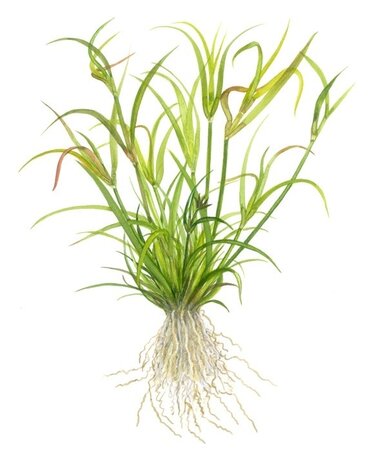 Wasserpflanze Juncus Repens Wasserpflanze Juncus Repens