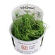 Wasserpflanze Juncus Repens Wasserpflanze Juncus Repens