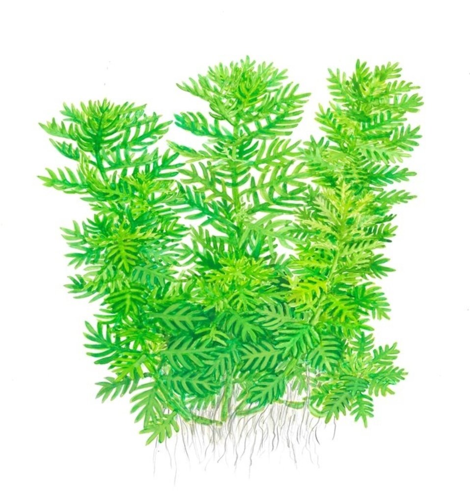 Wasserpflanze Hottonia palustris Wasserpflanze Hottonia palustris