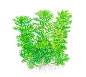 Wasserpflanze Hottonia palustris