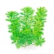 Wasserpflanze Hottonia palustris Wasserpflanze Hottonia palustris