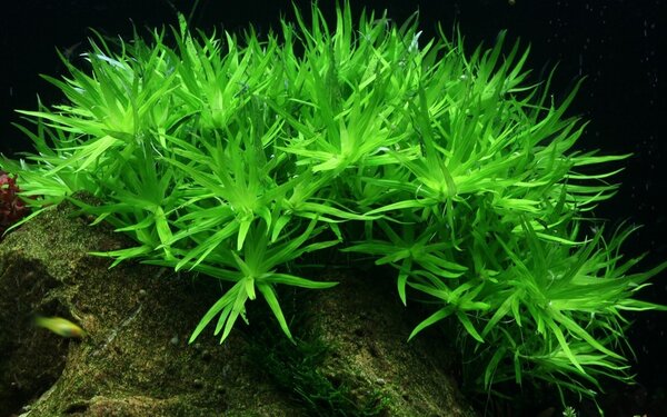 Wasserpflanze Heteranthera Zosterifolia Wasserpflanze Heteranthera Zosterifolia
