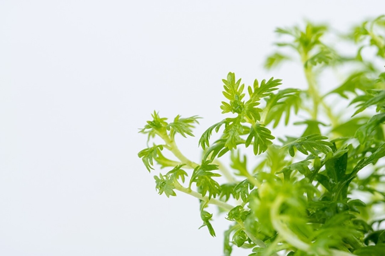 Waterplant Hottonia palustris Waterplant Hottonia palustris