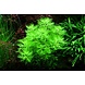 Wasserpflanze Hottonia palustris Wasserpflanze Hottonia palustris