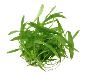 Wasserpflanze Helanthium Bolivianum Quadricostatus