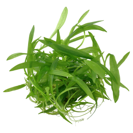 Waterplant Helanthium Bolivianum Quadricostatus