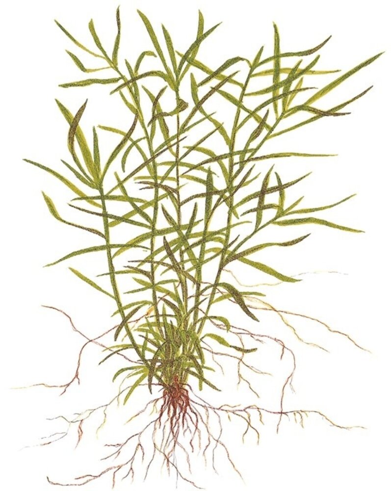 Wasserpflanze Heteranthera Zosterifolia Wasserpflanze Heteranthera Zosterifolia