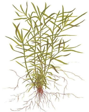 Wasserpflanze Heteranthera Zosterifolia Wasserpflanze Heteranthera Zosterifolia