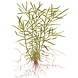 Wasserpflanze Heteranthera Zosterifolia Wasserpflanze Heteranthera Zosterifolia