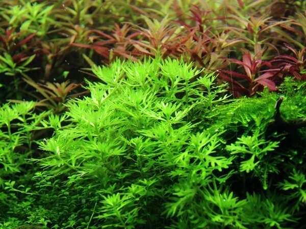 Wasserpflanze Hottonia palustris Wasserpflanze Hottonia palustris