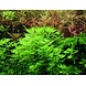 Wasserpflanze Hottonia palustris Wasserpflanze Hottonia palustris